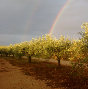 arco iris