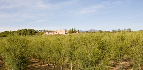 ashram piera