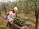 Cosecha y poda de olivos del Centro Amma en Piera  