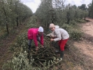 Cosecha y poda de olivos del Centro Amma en Piera  