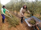 Cosecha y poda de olivos del Centro Amma en Piera  