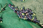 Cosecha y poda de olivos del Centro Amma en Piera  