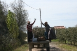 Cosecha y poda de olivos del Centro Amma en Piera  