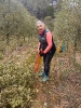 Cosecha y poda de olivos del Centro Amma en Piera  