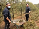 Cosecha y poda de olivos del Centro Amma en Piera  