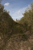 Seva: Poda de olivos anual