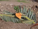 “Plantando para un futuro mejor”: Bosque solidario en Tenerife