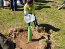 Más-plantaciones-de-árboles-en-Segovia