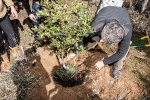 Plantacion en Somosierra