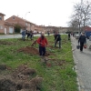 plantacion-arboles-segovia