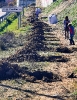 PLANTACIÓN DE ÁRBOLES EN LOZOYUELA 