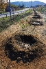 PLANTACIÓN DE ÁRBOLES EN LOZOYUELA 