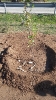 PLANTACIÓN DE ÁRBOLES EN LOZOYUELA 