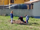 Plantación de árboles en Torrelaguna (MADRID)