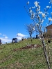 Plantación de árboles en Torrelaguna (MADRID)