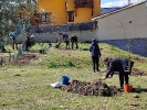 Plantación de árboles en Torrelaguna (MADRID)