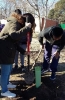 Plantación de olmos en Aranjuez, 23 de febrero de 2016