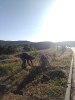 Plantaciones en la Sierra Norte de Madrid