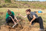 Plantar un árbol