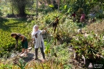 Semillas Arboles y Plantas