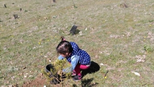 Siguen las plantaciones de árboles en la provincia de Segovia