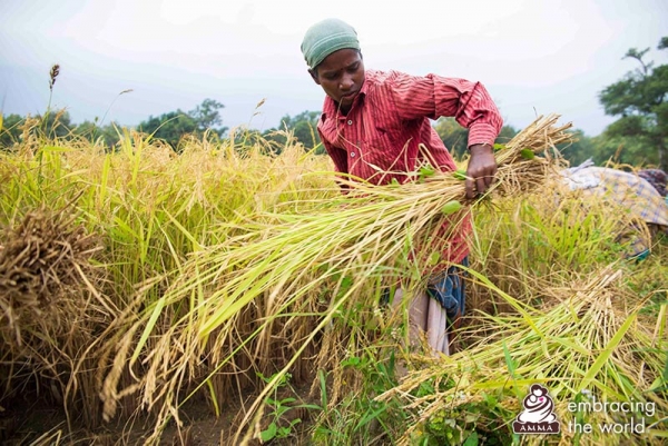 ¡Trabajemos por un arroz saludable! Primera certificación de agricultura ecológica de los agricultores de Amrita SeRVe