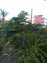 El bosque de Tenerife crece y se arraiga para promover una vida en armonía con la naturaleza