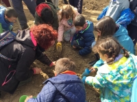 Otra plantación en un colegio de Segovia ( 15/3/2019)