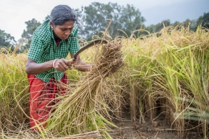 Cultivo orgánico de arroz, más de una cosecha.