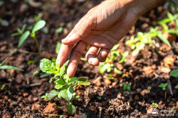 How a few seeds led to hundreds of plants and trees to provide food for thousands of people