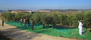 Cosecha de aceitunas. Centro Amma, Noviembre de 2015 AGRADECIMIENTO