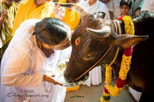 Mattu Pongal: Amma venera vacas y terneros