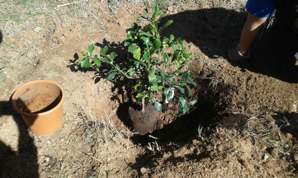 Actividades Greenfriends. Plantación de cuatro árboles este fin de semana