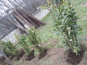 Plantación de árboles en Bustarviejo (Madrid)