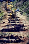 PLANTACIÓN DE ÁRBOLES EN LOZOYUELA