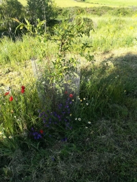 Seguimiento de la plantación de árboles en Segovia