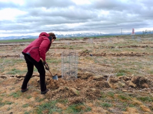 Última plantación de la temporada en Marazuela