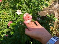 Las flores del Jardín del Centro Amma