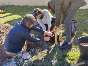 Plantación de árboles en Torrelaguna (Madrid)